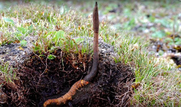 Keeda Jadi: A-Himalayan-Herb-know-what-is-cordyceps-sinensis