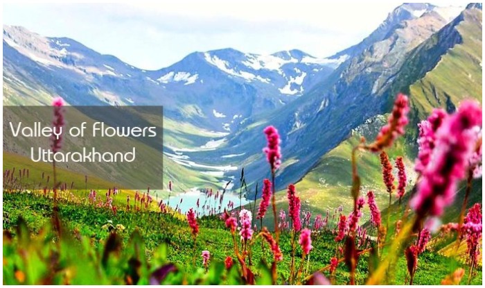 Valley of Flowers National Park Trek, Valley of Flowers, Uttarakhand Tourism Development Board, Valley of Flowers Location, how to reach valley of flowers, valley of flowers season