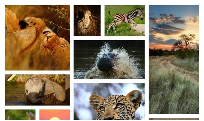 10 most famous wild life century of India