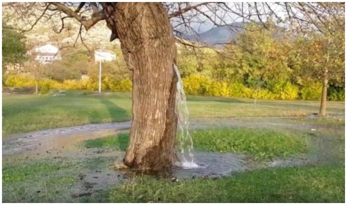 A place in India where water comes out of tree