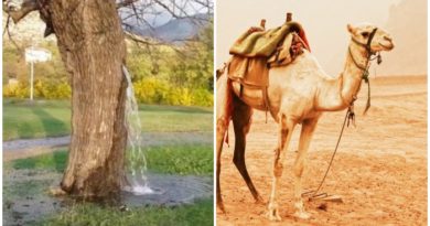 A place in India where water comes out of tree