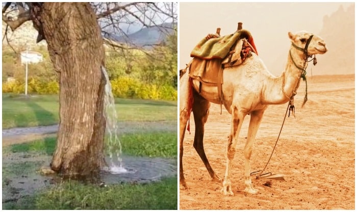 A place in India where water comes out of tree