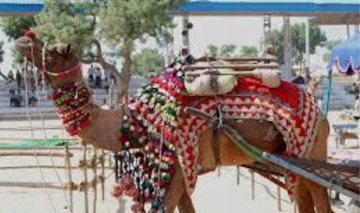 Pushkar Full Travel Guide : Best 17 things to do in Pushkar