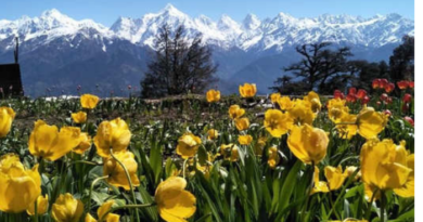 uttarakhand munsiyari worlds first largestt tulip garden