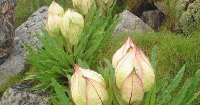 dehradun city brahmakamal still blossoms in uttarakhands high himalayas