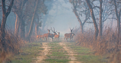 dudhwa tiger reserve will open for tourists from 1st november