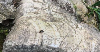 tehri garhwal 500 million year old stromatolites found in pidi parvat in pratap nagar of in uttarakhand