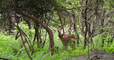 If you go to Meghalaya then definitely visit Balpakram National Garden