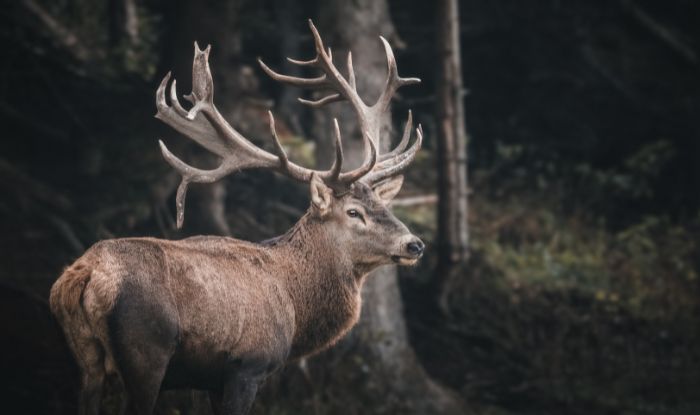 Deer Park