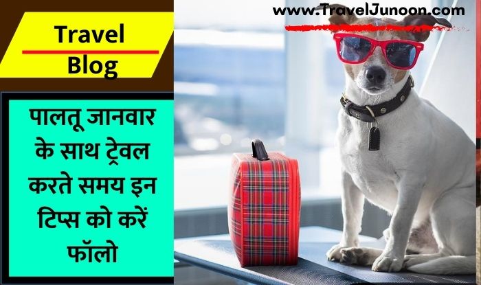 How to Travel With Dogs and Pets : अगर आप पालतू जानवर के साथ ट्रेवल करने की सोच रहे हैं तो पहले पढ़ें ये आर्टिकल