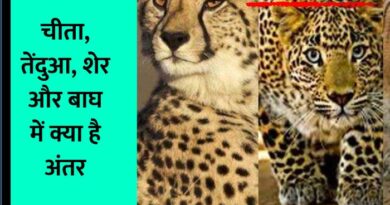 Difference between Cheetah Tiger Lion Leopard : आज के आर्टिकल में हम आपको बताएंगे चीता, बाघ, शेर और तेंदुए में क्या फर्क होता है....