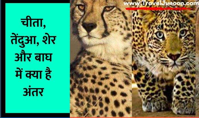 Difference between Cheetah Tiger Lion Leopard : आज के आर्टिकल में हम आपको बताएंगे चीता, बाघ, शेर और तेंदुए में क्या फर्क होता है....