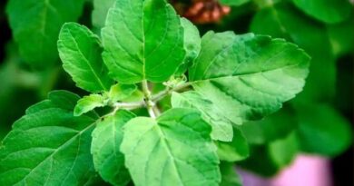 10 Benefits of Tulsi leaves