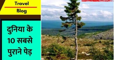 Oldest Trees in the World